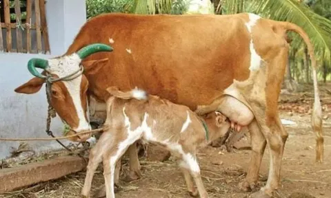 சத்தான பால் கிடைக்க மாடுகளுக்கு அளிக்க வேண்டிய தீவனங்கள்