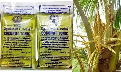 தென்னைக்கு பலம் தரும் வேர் டானிக்