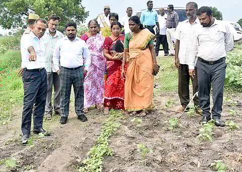 கோபாலபுரம் ஊராட்சியில் பருத்தியில் ஊடு பயிராக உளுந்து, துவரை பயிரிடப்பட்டிருப்பதை மாவட்ட கண்காணிப்பு அலுவலர் ஆனந்த்குமார், கலெக்டர் ஜெயசீலன் ஆகியோர் ஆய்வு செய்தனர்.