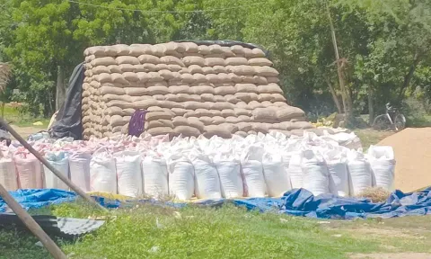 தேங்கி கிடக்கும் நெல்மூட்டைகள்.