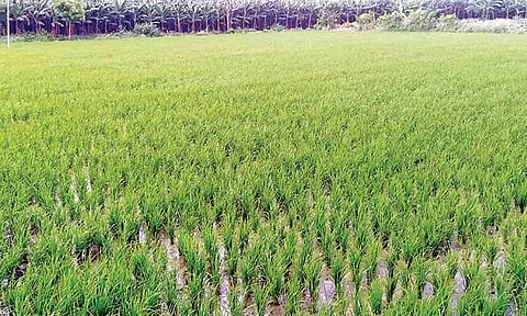 குறுவை சாகுபடிக்கு பயிர் காப்பீடு இல்லாததால் பெரும் இழப்பை சந்திக்கிறோம்- டெல்டா விவசாயிகள் வேதனை