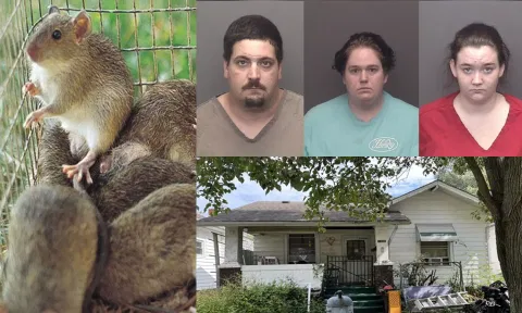 6 மாத குழந்தையை 50 இடங்களில் எலிகள் குதறிய பயங்கரம்: பெற்றோரை கைது செய்த காவல்துறை