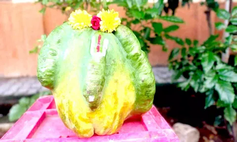 வேலூர் முத்து மண்டபம் அருகே உள்ள கோவிலில் பெருமாள் அருகே அதிசய பப்பாளிப்பழம் வைக்கப்பட்டுள்ள கட்சி.