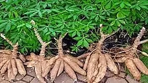 மரவள்ளி கிழங்கு விலை வீழ்ச்சி