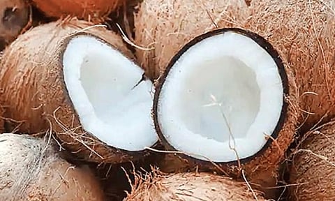 ரூ.3 லட்சத்து 27 ஆயிரத்துக்கு  தேங்காய் ஏலம்