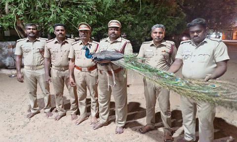 100 அடி கிணற்றில் தவறி விழுந்த ஆண் மயில் மீட்பு