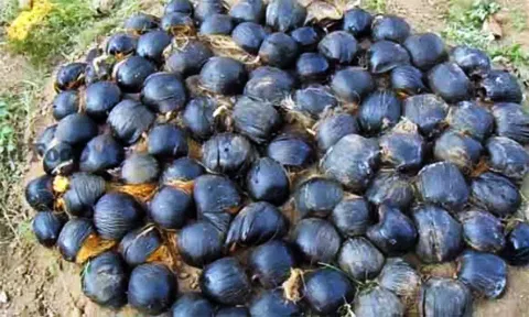 ஒரு லட்சம் பனை விதைகள் நடும் பணி