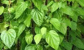 கரூர் பகுதியில் அறுவடை செய்யப்படாத வெற்றிலை