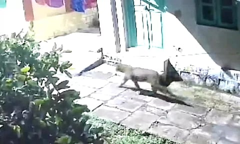 குன்னூரில் சிறுத்தைப்புலி நடமாட்டம்