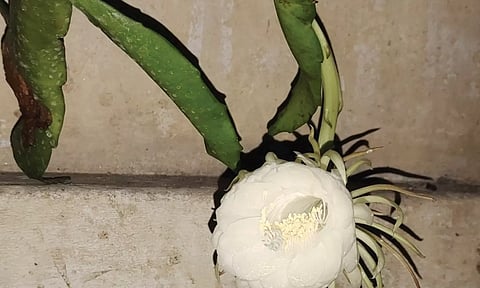 அன்னூர் அருகே பூசாரி வீட்டில் பூத்து குலுங்கிய பிரம்மகமலம் மலர்