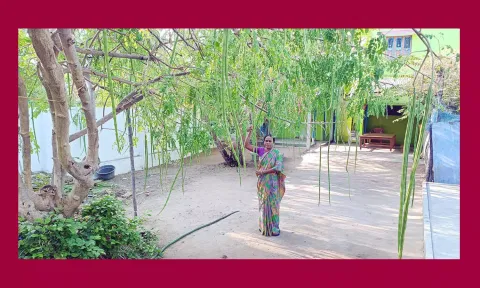 ராமேசுவரம் பாரதி நகரில் வீடுகளில் வளர்க்கப்படும் முருங்கை மரத்தில் 500-க்கும் மேற்பட்ட முருங்கைக்காய்கள் விளைந்துள்ளது.