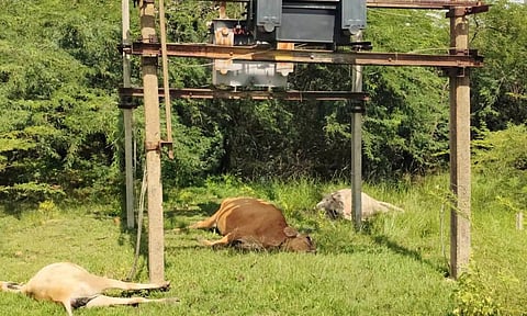 பூண்டியில் டிரான்ஸ்பார்மரில் மின்சாரம் கசிந்து 3 மாடுகள் பலி