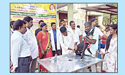 வெறிநோய் தடுப்பூசி முகாம்