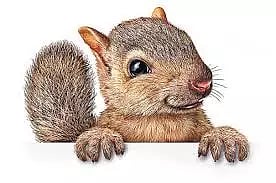 மலேசியாவில் இருந்து கடத்தி வரப்பட்ட அரிய வகை அணில் தப்பி ஓட்டம்