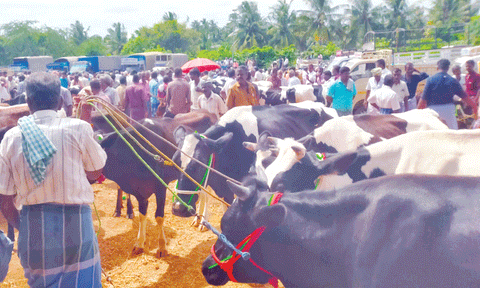 ரூ.1.50 கோடிக்கு கால்நடைகள் விற்பனை