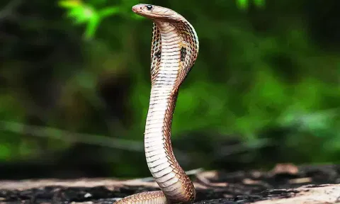 கோவையில் குடியிருப்புக்குள் புகுந்த 2 பாம்புகள் மீட்பு