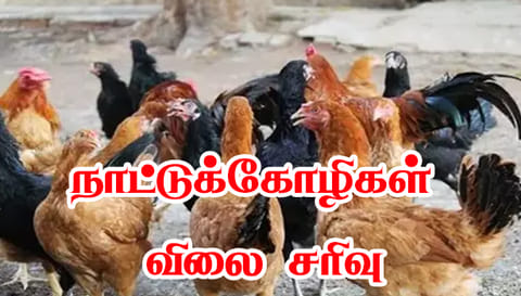 புரட்டாசி மாதம் தொடங்கியதையொட்டி நாட்டுக்கோழிகள் விலை சரிவு