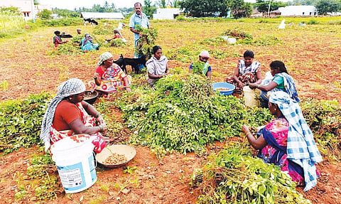 தருமபுரி மாவட்டம் நல்லம்பள்ளி சுற்றுவட்டார பகுதியில் தற்போது நிலக்கடலை அறுவடை நடைபெற்று வருகிறது. சாமிசெட்டிப்பட்டி ஊராட்சிக்கு உட்பட்ட எள்ளுகுழி கிராம பகுதியில் விளைந்துள்ள நிலக்கடலையை விவசாயிகள் அறுவடை செய்வதை படத்தில் காணலாம்.