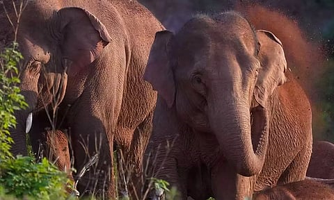 கடம்பூர் வனப்பகுதியில் இறந்து கிடந்த மக்னா யானை