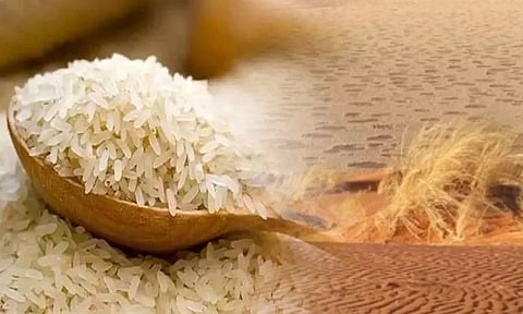 பாலைவனத்தில் விளையும் அரிசி