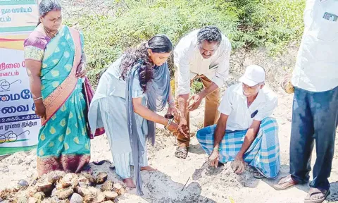 வேளாங்கண்ணி கடற்கரையில் பனை விதைகளை விதைக்கும் பணி நடந்தது.
