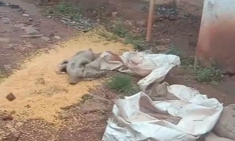 ரேஷன் பொருட்களை கரடிகள் சூறையாடியிருந்த காட்சி.&nbsp;