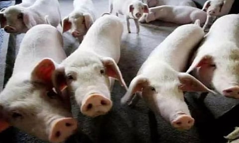 இறந்து கிடந்த காட்டுப்பன்றிக்கு பாதிப்பு: ஆப்ரிக்கன் பன்றி காய்ச்சல் வைரஸ் கோழிக்கோட்டில் கண்டுபிடிப்பு