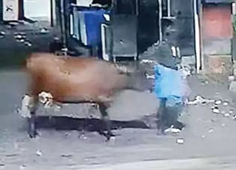 சாத்தான்குளத்தில் மேய்சலுக்கு சென்ற மாட்டை திருடி சென்ற மர்மநபர் - சி.சி.டி.வி. காட்சி மூலம் போலீசார் விசாரணை