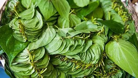 பரமத்திவேலூர் திருமண விசேஷங்கள் இல்லாததால் வெற்றிலை விலை வீழ்ச்சி