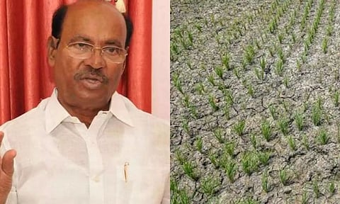 பாதிக்கப்பட்ட குறுவை சாகுபடி பயிர்களுக்கு ஏக்கருக்கு ரூ.40 ஆயிரம் இழப்பீடு வழங்க வேண்டும்- ராமதாஸ் அறிக்கை