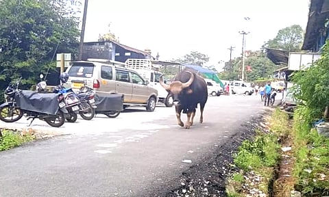 வால்பாறை அருகே குடியிருப்பு பகுதியில் உலா வந்த காட்டெருமை