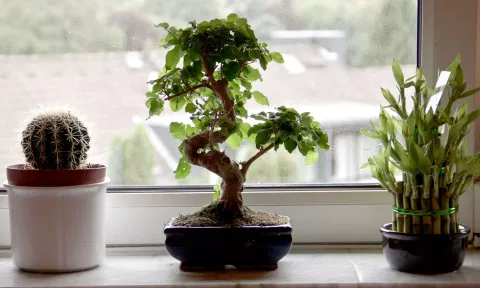 இந்த செடிகளை வீட்டில் வைத்தால் நெகட்டிவ் எனர்ஜி உள்ளே வருமாம்...