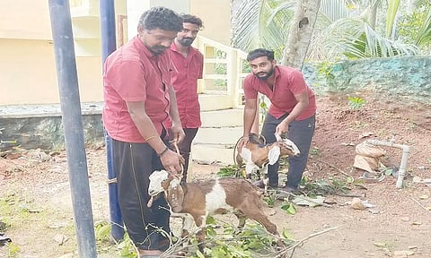 குலசேகரம் பகுதி சாலைகளில் சுற்றி திரிந்த ஆட்டின்  உரிமையாளர்களுக்கு அபராதம்
