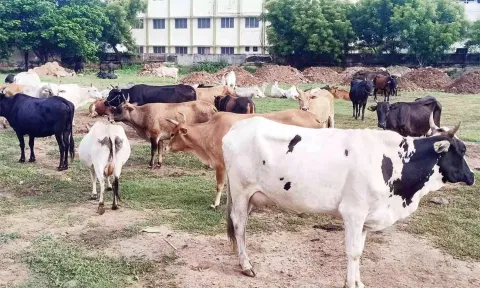 சாலையில் சுற்றித்திரிந்த மாடுகள் பிடித்து அடைப்பு