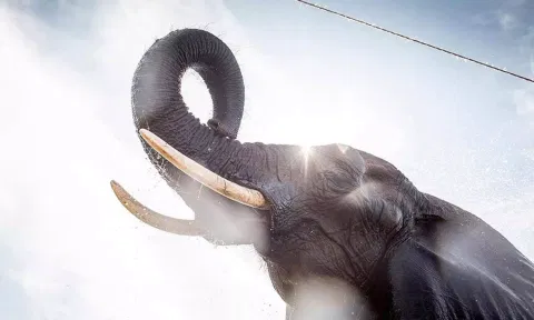 வன உயிரியல் பூங்காவில் பாகனை கொன்ற யானை