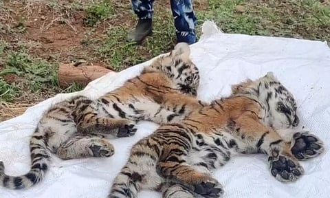 நீலகிரி மாவட்டத்தில் 10 புலிகள் அடுத்தடுத்து பலியானது எப்படி? தேசிய புலிகள் ஆணையம் அறிக்கை