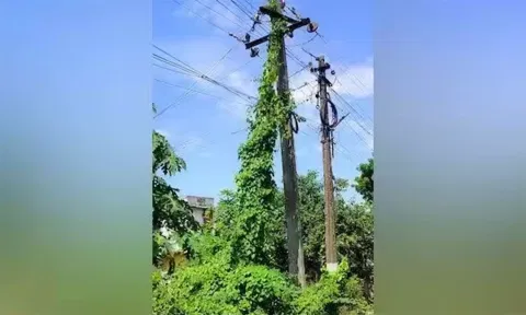 மின்கம்பியை சூழ்ந்துள்ள கொடிகளை அகற்ற வேண்டும்