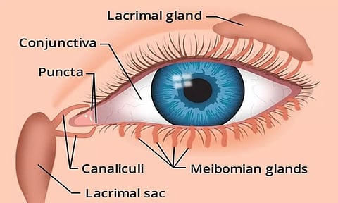 கண்களை பாதுகாக்கும் லாக்ரிமல் சுரப்பி