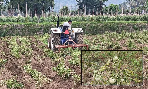 வைரஸ் தாக்கிய தக்காளி செடிகளை டிராக்டர் வைத்து அழித்த விவசாயி