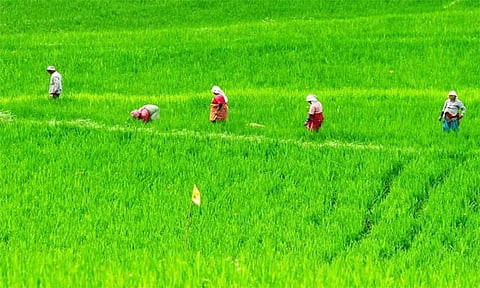 விதைகளின் தரத்தினை விவசாயிகள் பாதுகாத்துக்கொள்ளலாம்