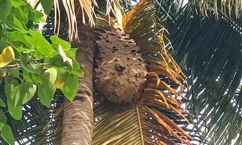 பொதுமக்களை அச்சுறுத்திய விஷ கதண்டுகள்