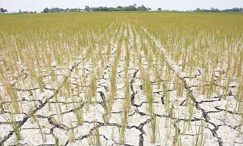 மேட்டூர் அணையில் இருந்து நீர் திறப்பு நிறுத்தம்: குறுவை பயிர்களை காப்பாற்ற முடியாமல் தவிக்கும் விவசாயிகள்