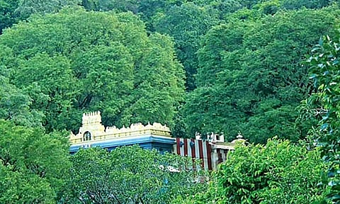 களக்காடு நம்பி கோவிலுக்கு செல்ல இன்று தடை-வனத்துறை அறிவிப்பு