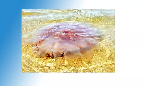 உயிர் கொல்லி ஜெல்லி மீன்களை தொட வேண்டாம்