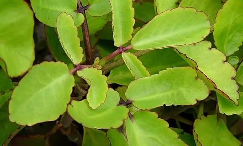 சிறுநீரக கற்களை கரைக்கும் `ரணகள்ளி'