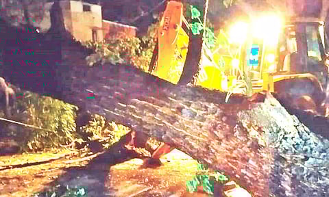 மேட்டுப்பாளையத்தில் கனமழையால் ரோட்டில் முறிந்து விழுந்த மரம்