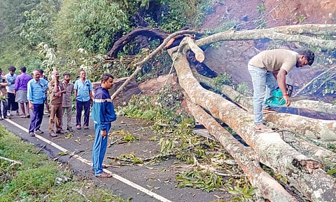 தாண்டிக்குடி அருகே சாலையில் குறுக்கே விழுந்த மரம்.
