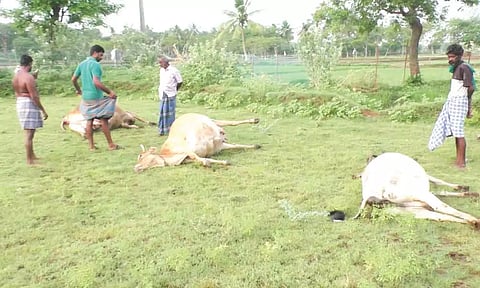 மேய்ச்சலுக்கு சென்ற 3 பசுக்கள் மின்சாரம் தாக்கி உயிரிழப்பு- விவசாயிகள் கண்ணீர்