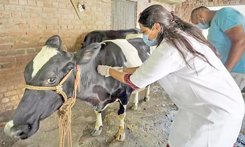 அரசு கால்நடை மருத்துவமனையில் மருத்துவ உபகரணங்கள் திருட்டு