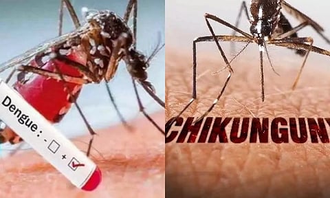 டெங்கு காய்ச்சலுடன் சிக்குன் குனியாவும் பரவுகிறது- ஆஸ்பத்திரிகளில் நோயாளிகள் கூட்டம் அதிகரிப்பு